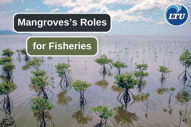Benefits of Mangrove to the Fishing Industry